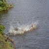 hundetreffen 03.09.2016 551